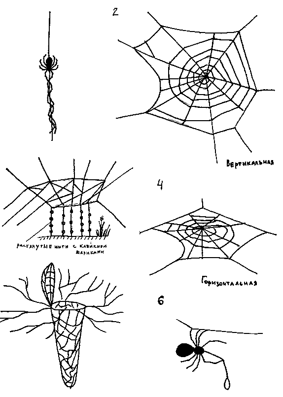 Паук сплел паутину как показано на рисунке. Пауки сенокосцы плетут паутину. Ловчие сети различных видов пауков. Строение паутины паука. Строение паутины паука схема.
